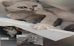 British Shorthair cats for sale: ✨️Exquisite British Shorthair (mother) ✨️ - Image 1