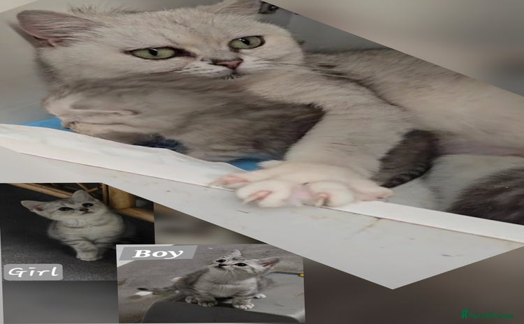 British Shorthair cats - Advert 9