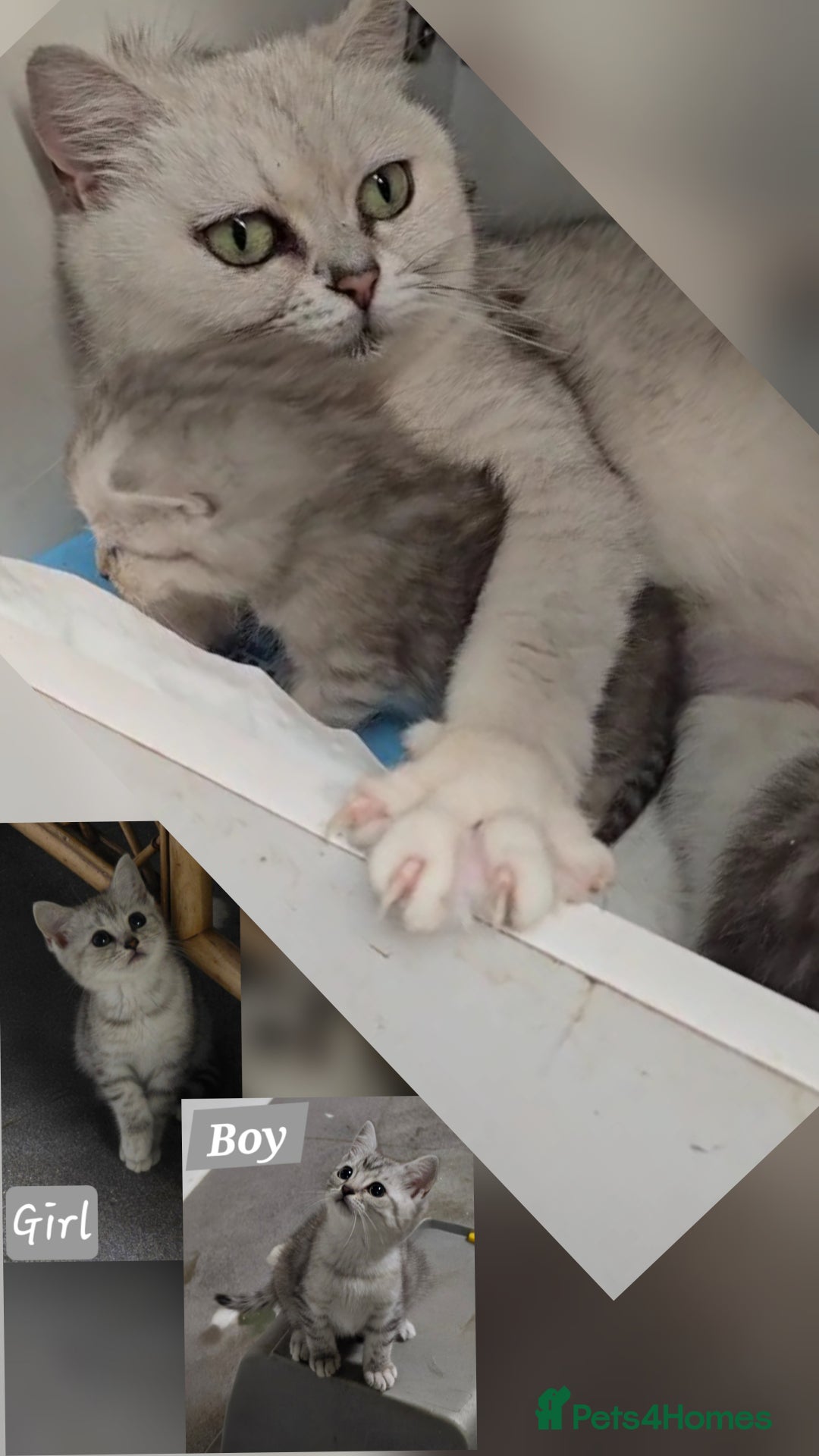 British Shorthair cats for sale: ✨️Exquisite British Shorthair (mother) ✨️ - Image 1