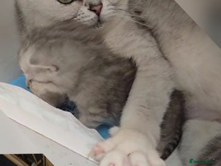 British Shorthair cats - Advert 21