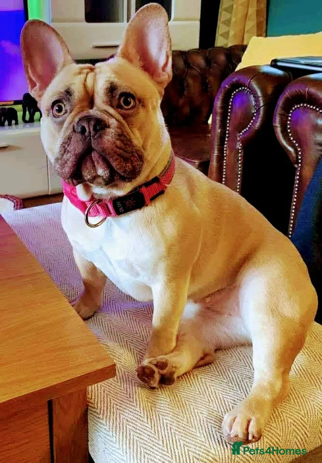 French Bulldog dogs for sale: Elsa French bulldog  - Advert 2