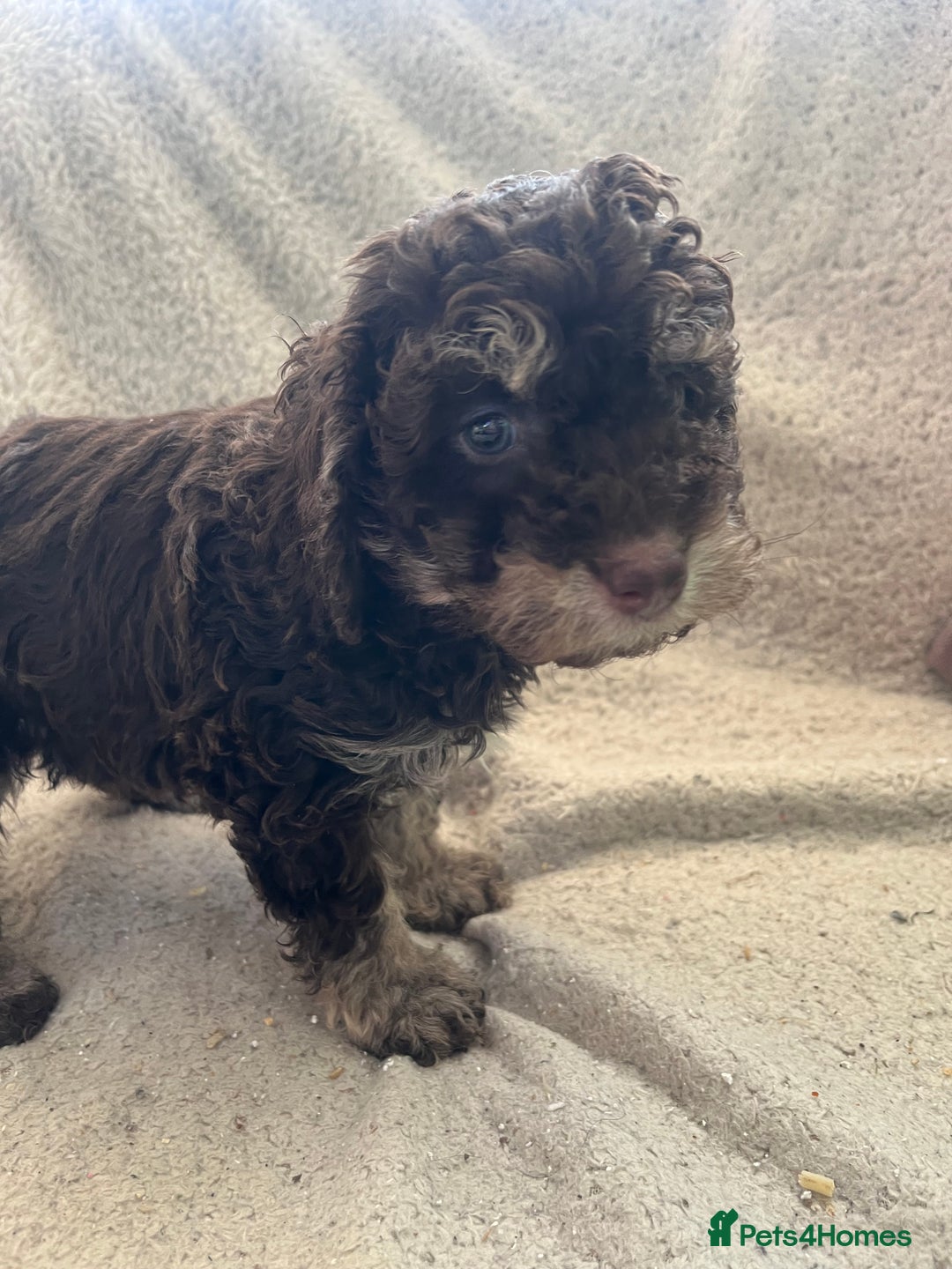 Toy Poodle dogs for sale: Toy poodle puppies - Advert 9