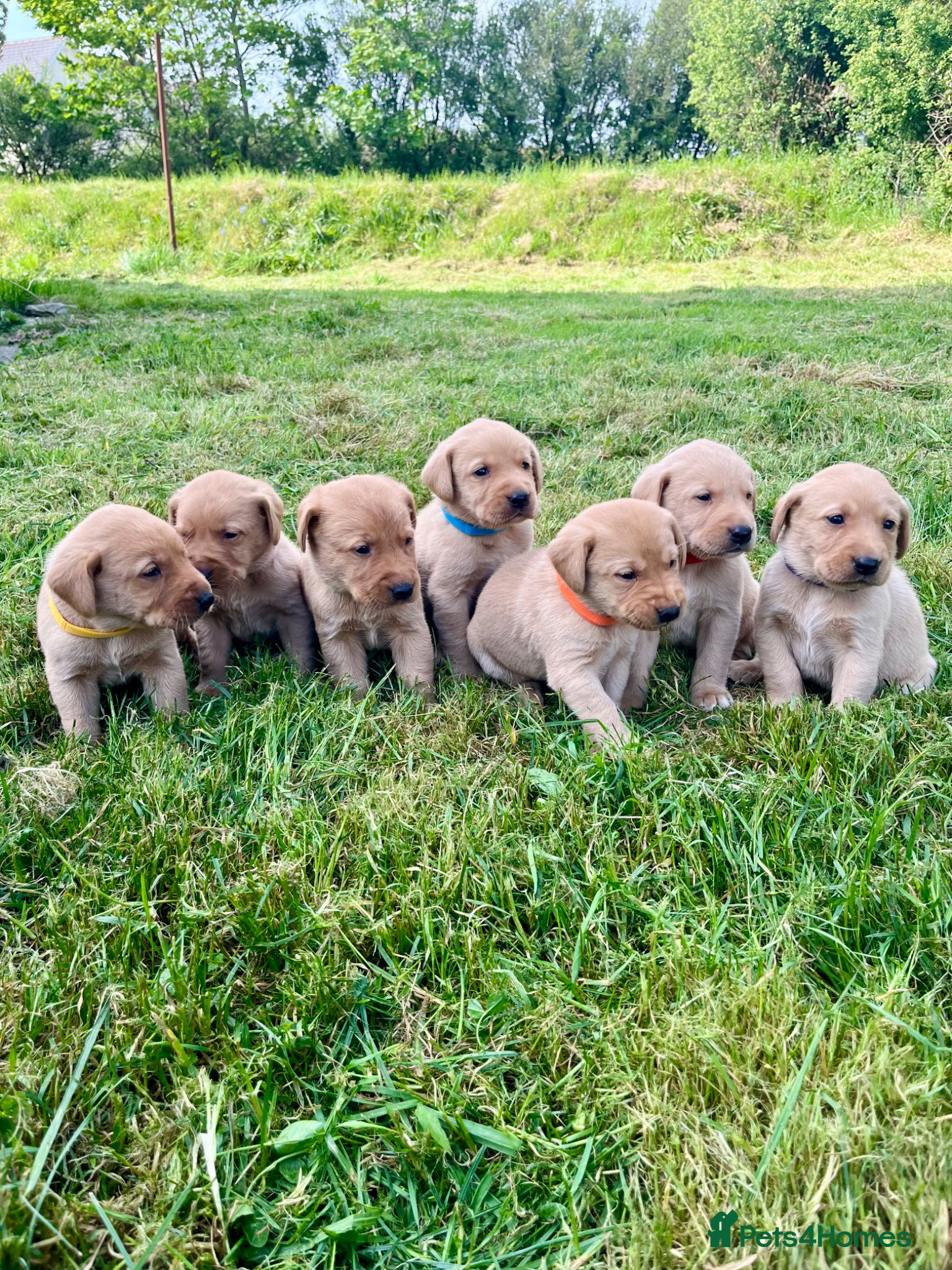 Labrador Retriever dogs Fox red labrador puppies - Advert 4