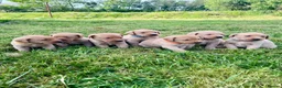 Labrador Retriever dogs for sale: Fox red labrador puppies - Advert 1