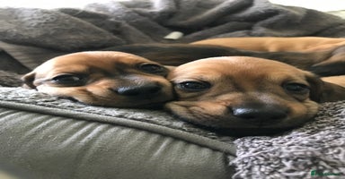 Dachshund dogs - Advert 3