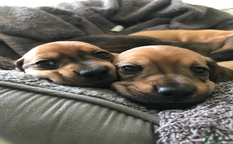 Dachshund dogs - Advert 3
