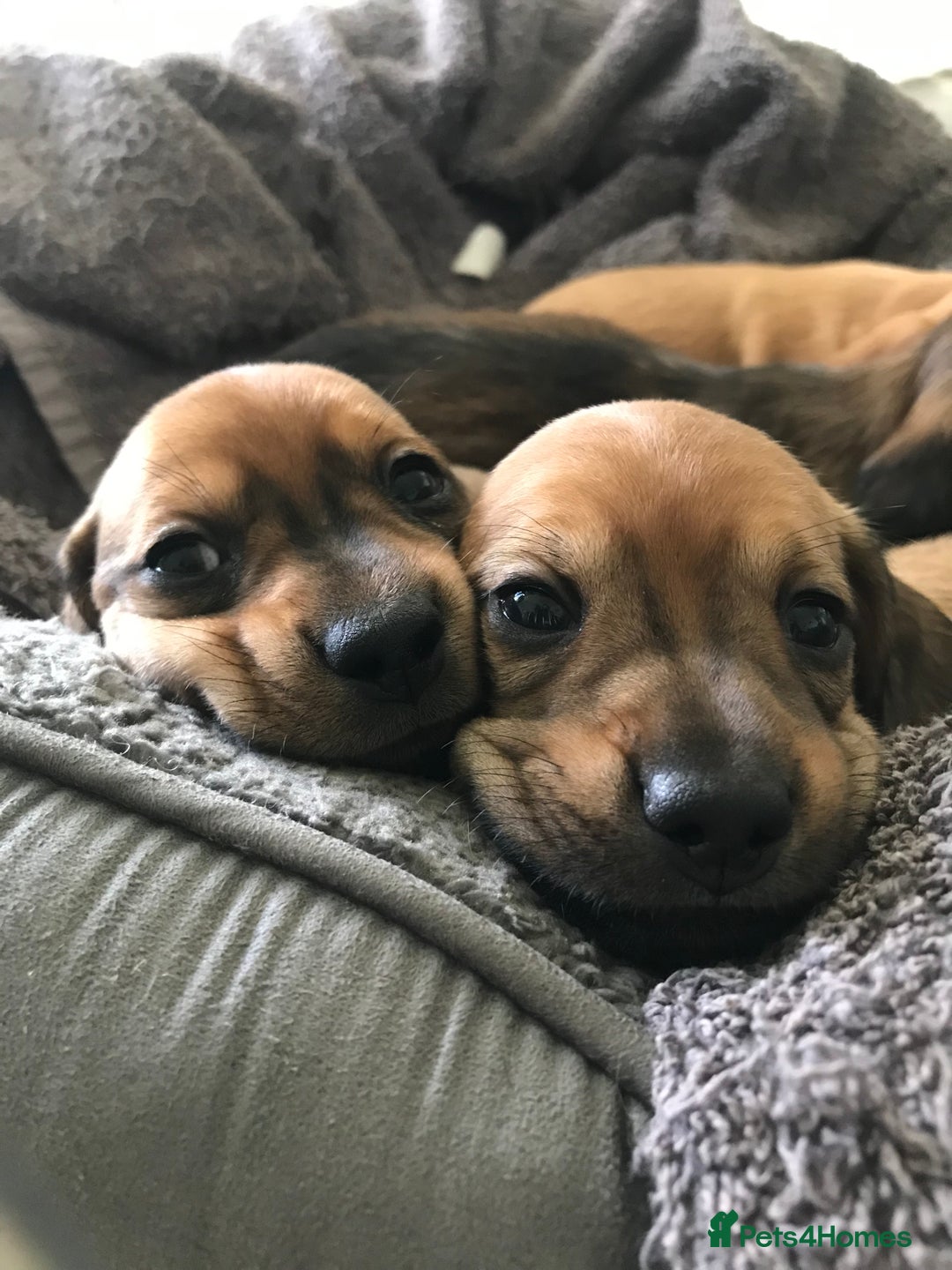 Dachshund dogs for sale: READY NOW!! Mini Wirehaired Dachshund puppy- male  - Image 3