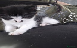 Mixed Breed cats for sale: 1 last final boy looking for his forever home - Image 5