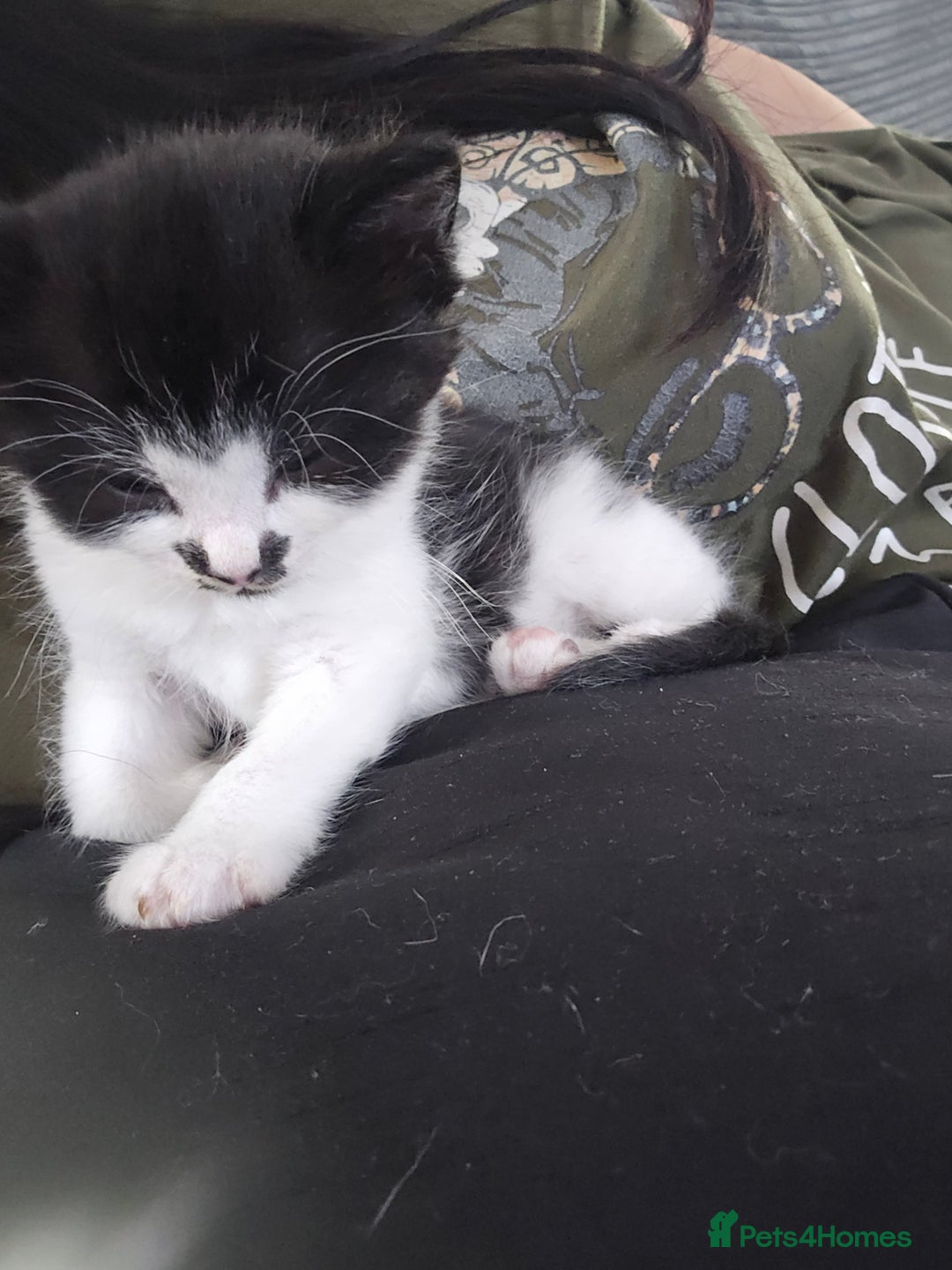Mixed Breed cats for sale: 1 last final boy looking for his forever home - Image 5