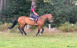 Irish Sports horses for sale: Super safe schoolmaster  - Image 3