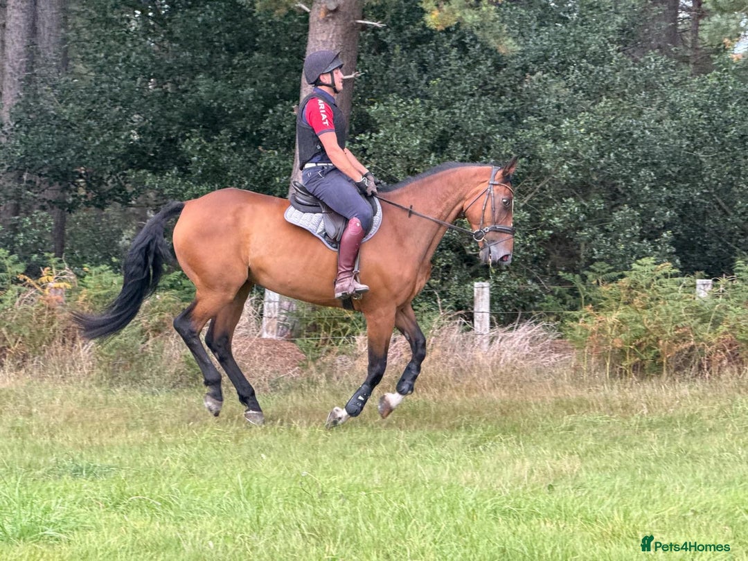 Irish Sports horses for sale: Super safe schoolmaster  - Image 3