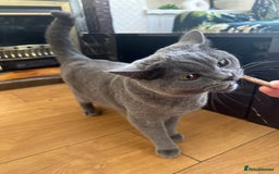 British Shorthair cats for sale: British short hair cat - Image 3