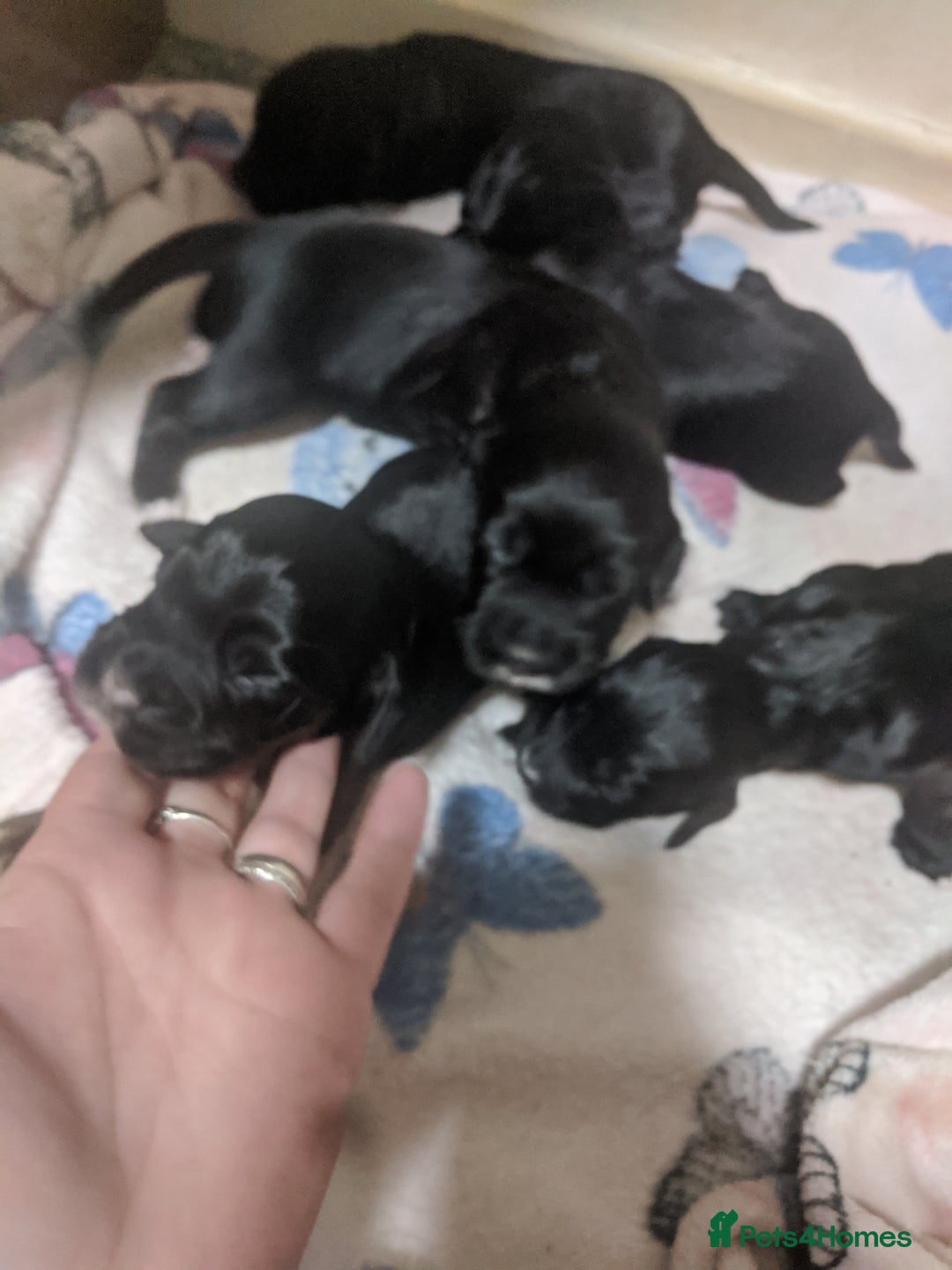 Cocker Spaniel dogs for sale: 6 beautiful working cocker spaniels  - Image 13