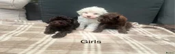 Schnoodle dogs for sale: Tiny Schnoodle Puppies 💙+ 🩷 - Advert 8