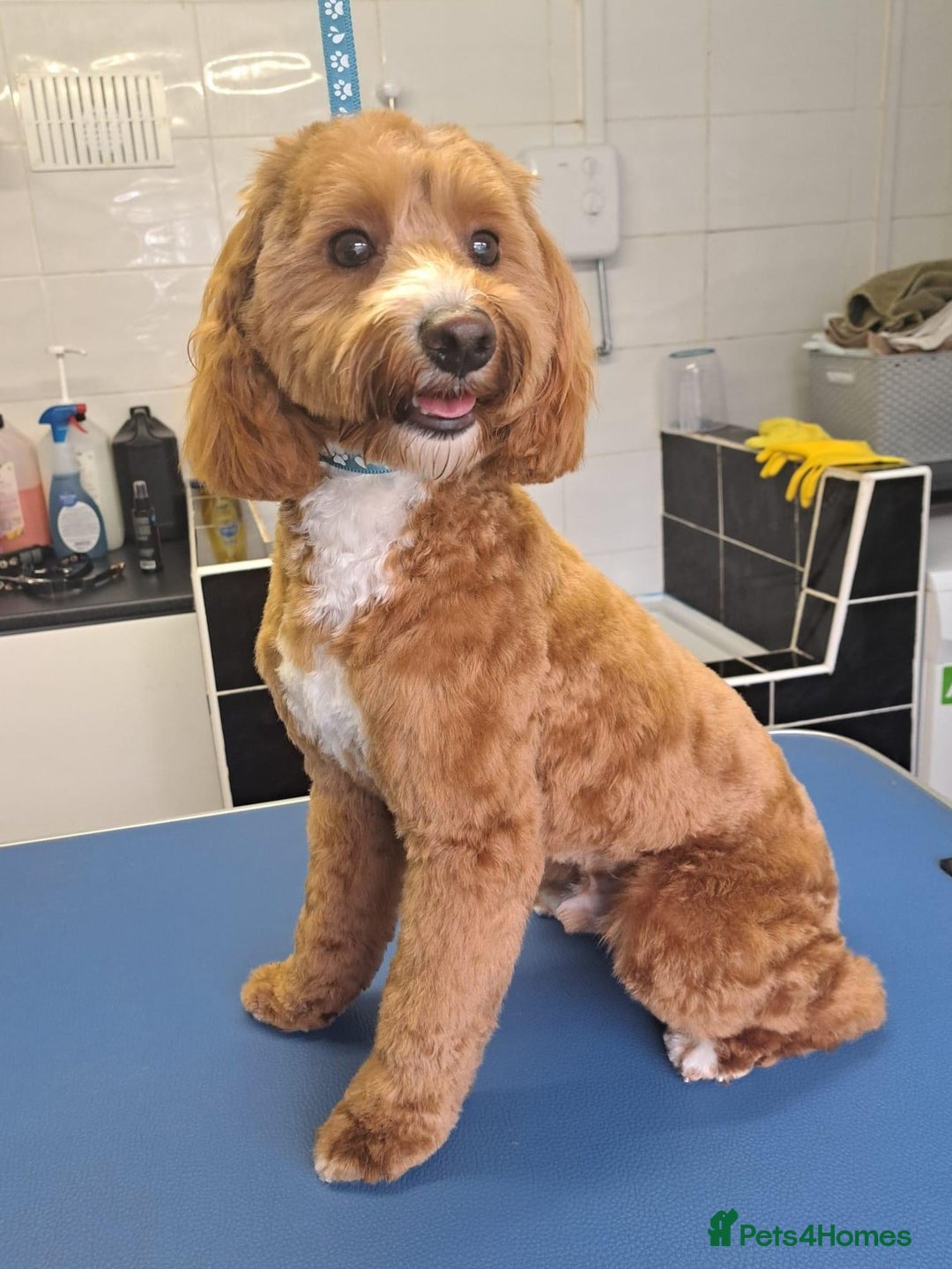 Cavapoo dogs for sale: 2& half year old cavapoo - Advert 4