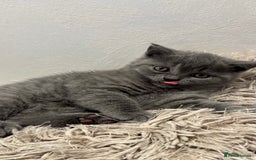 British Shorthair cats for sale: Adorable British blue Shorthair Kittens  - Image 3
