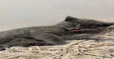 British Shorthair cats - Advert 13