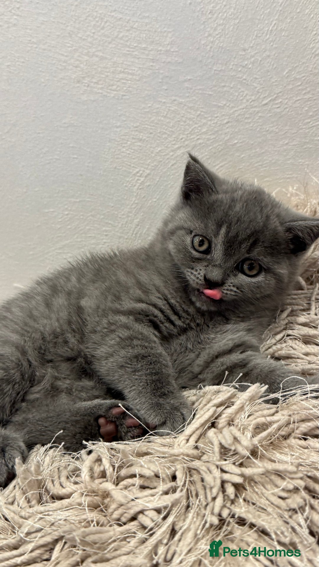 British Shorthair cats for sale: Adorable British blue Shorthair Kittens  - Image 3