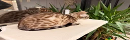 Bengal cats for sale: Female Bengal snow mink  - Advert 2