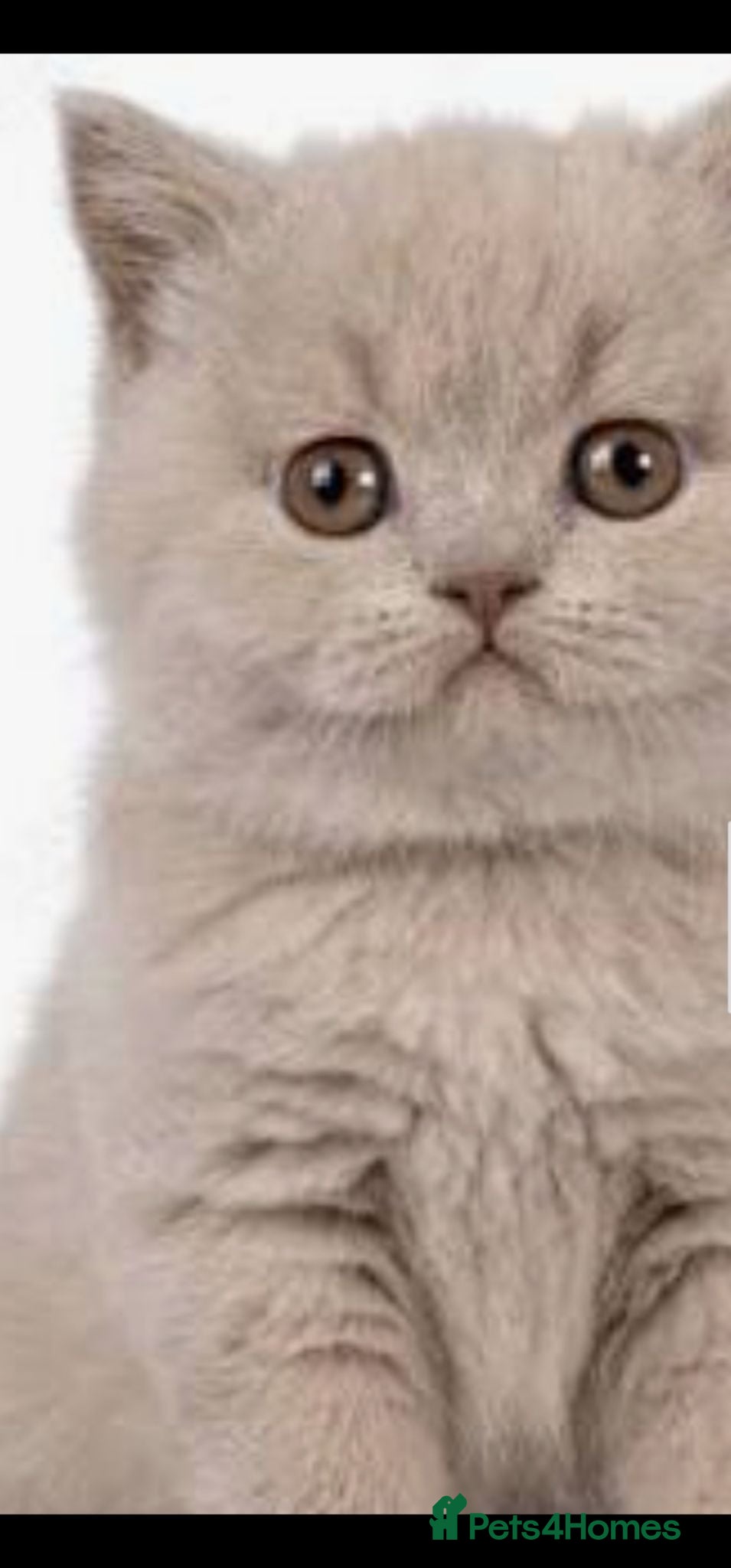British Shorthair cats GCCF Lilac British shorthair - Advert 2