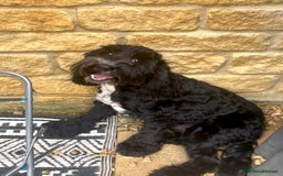 Cockapoo dogs for sale: Teddy 🐾  - Image 2