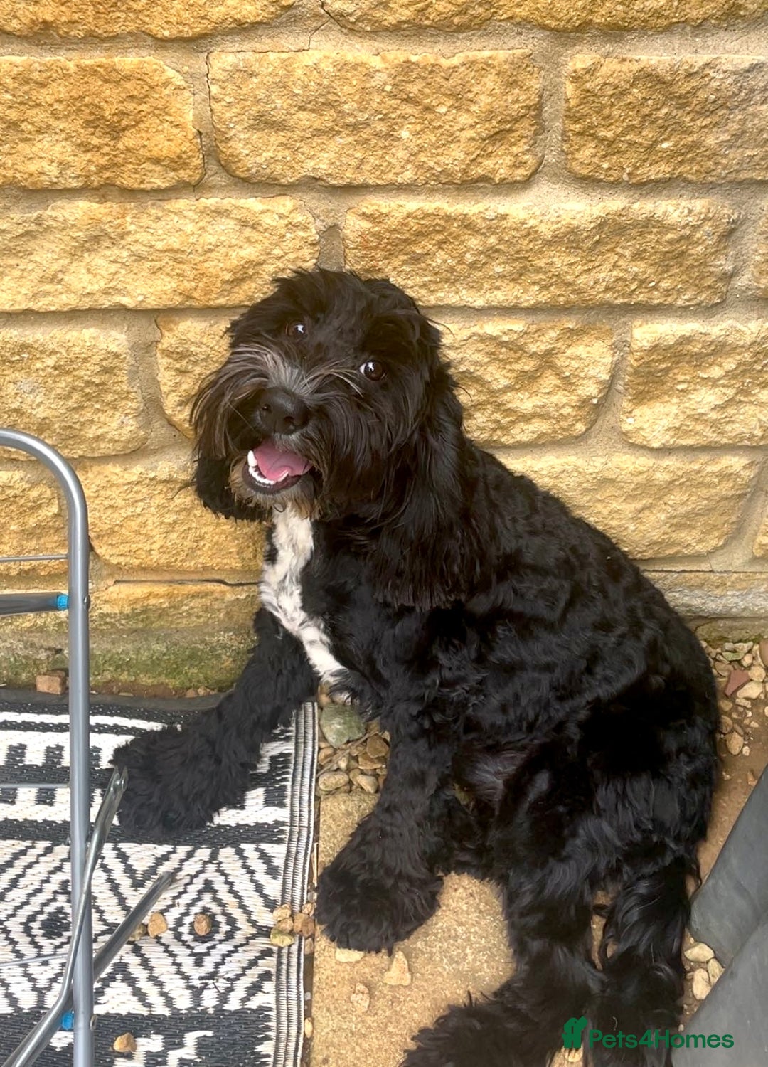 Cockapoo dogs for sale: Teddy 🐾  - Image 2