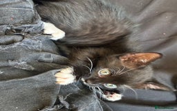 Bengal cats for sale: 5 kittens for sale  - Image 5