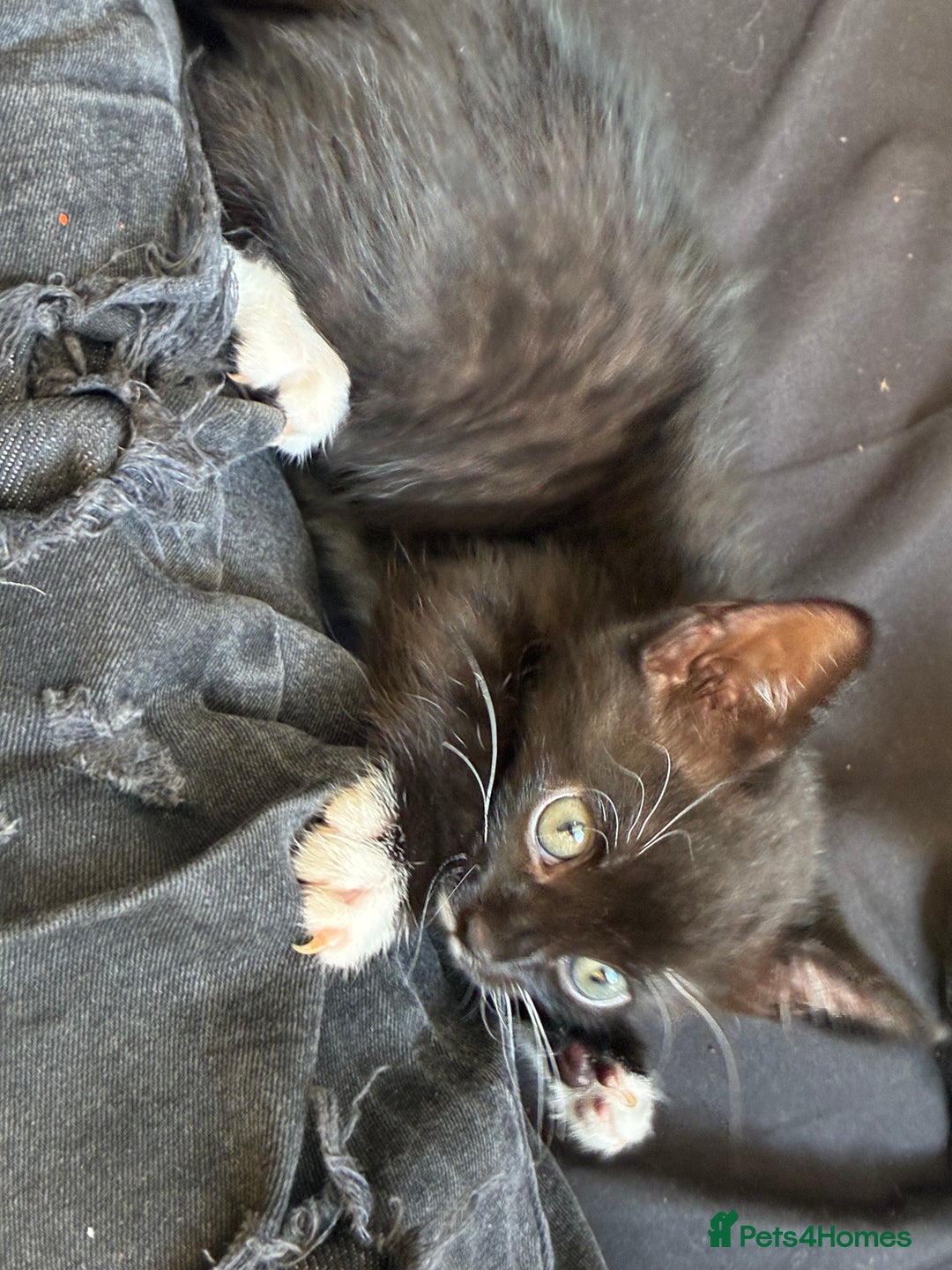 Bengal cats for sale: 5 kittens for sale  - Image 5