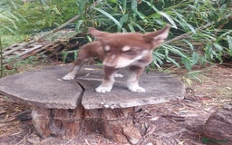 Mixed Breed dogs for sale: Husky Labrador cross puppies  - Image 6