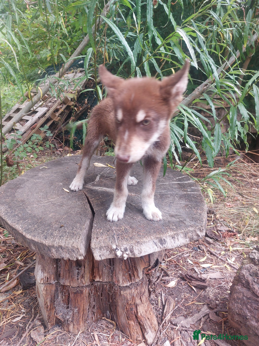 Mixed Breed dogs for sale: Husky Labrador cross puppies  - Image 6