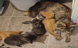 Mixed Breed cats for sale: Maine coon mixed kitchens - Image 23
