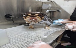 English Bulldog dogs for stud: GLEN COCO for stud in Birmingham - Image 11