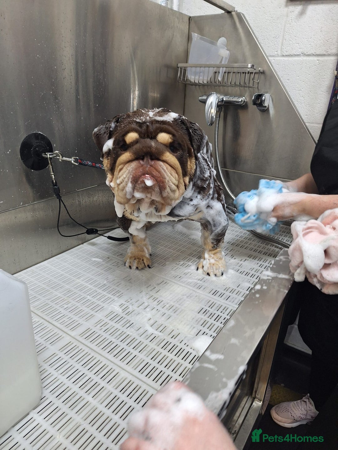 English Bulldog dogs for stud: GLEN COCO for stud in Birmingham - Image 11