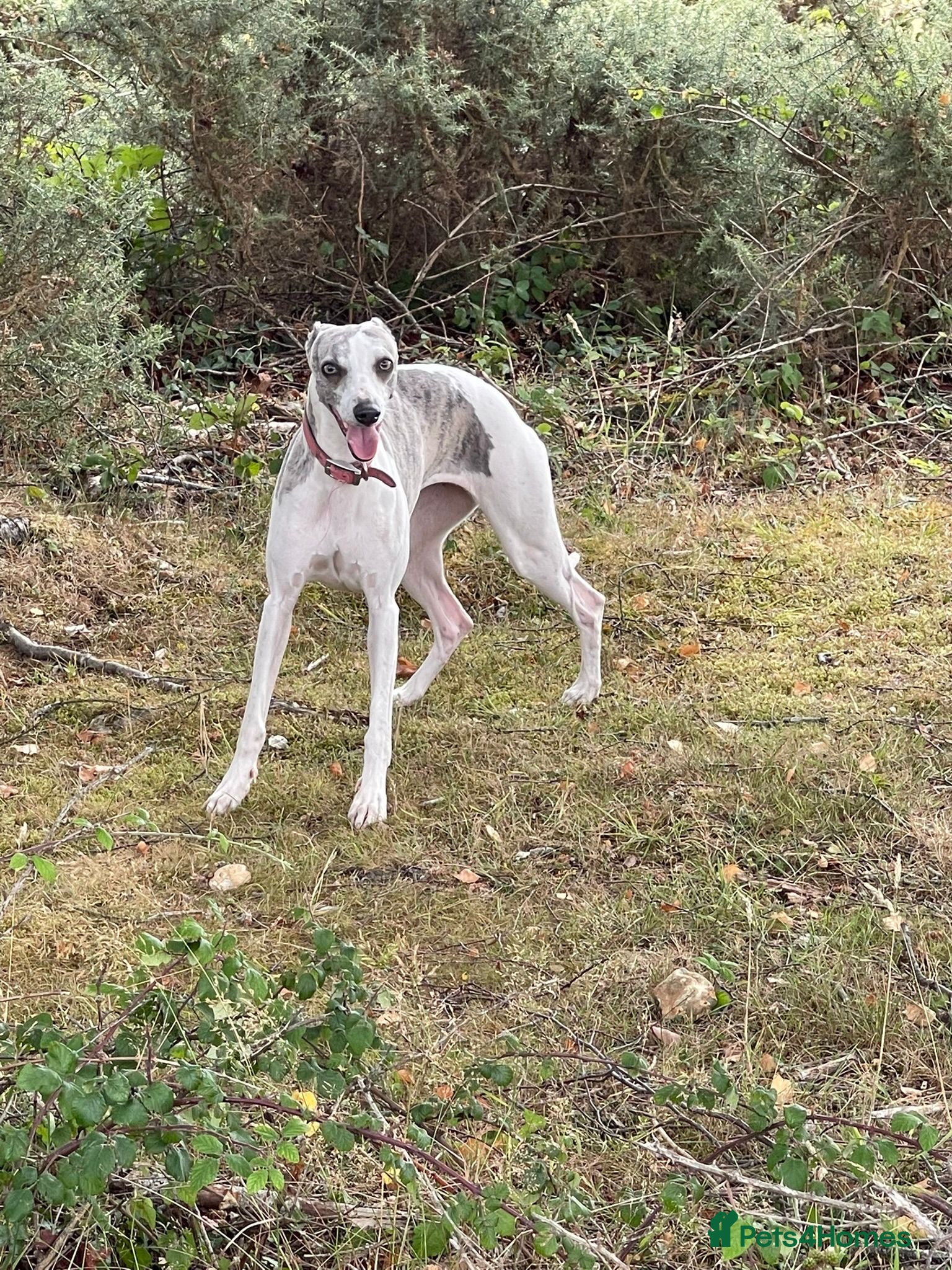 Whippet dogs Blue KC whippet’s puppies for sale - Advert 7