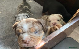 Olde English Bulldogge dogs for sale: Old English bulldog puppies - Image 24