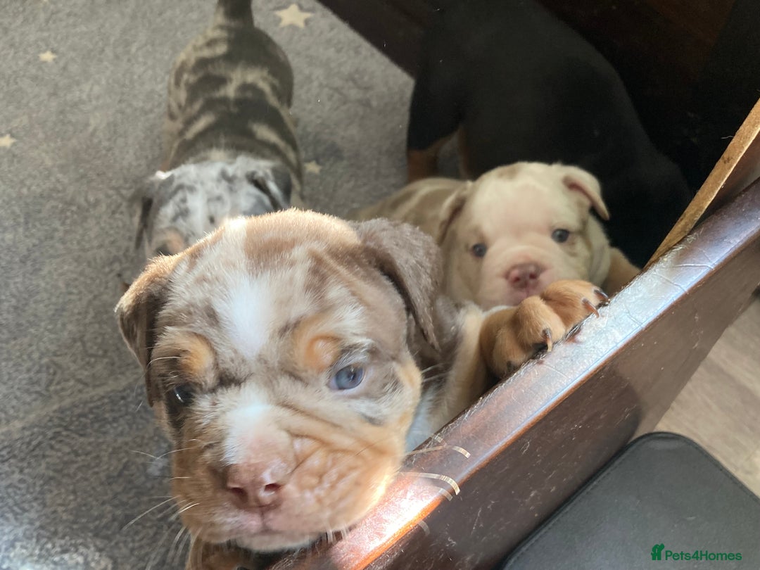 Olde English Bulldogge dogs for sale: Old English bulldog puppies - Image 24