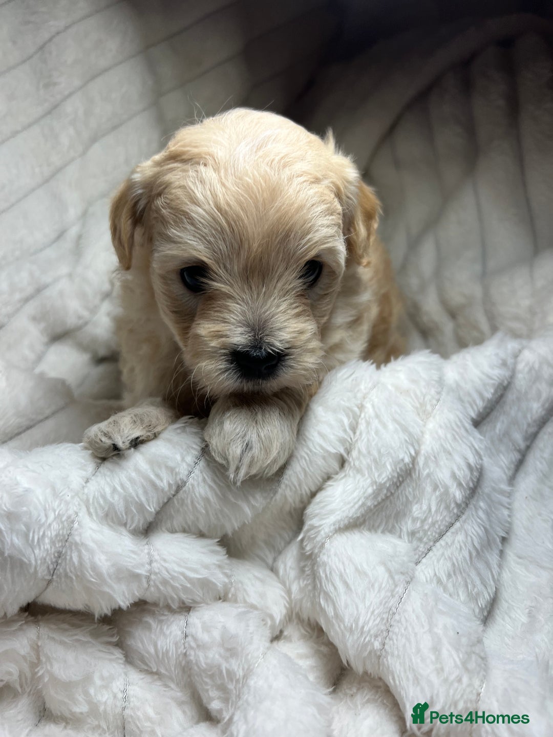 Maltipoo dogs for sale: Maltipoo puppies  - Advert 32