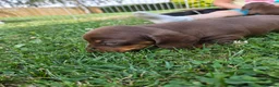 Miniature Dachshund dogs for sale: Kc reg, health tested,miniature dachshund puppies  - Advert 6