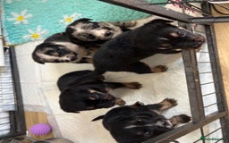 English Bulldog dogs for sale:  Bulldog puppy’s  - Image 12