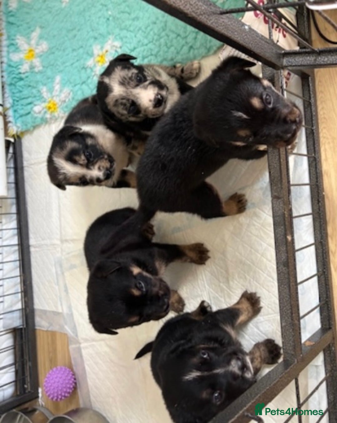 English Bulldog dogs for sale:  Bulldog puppy’s  - Image 12