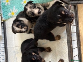 English Bulldog dogs - Advert 8