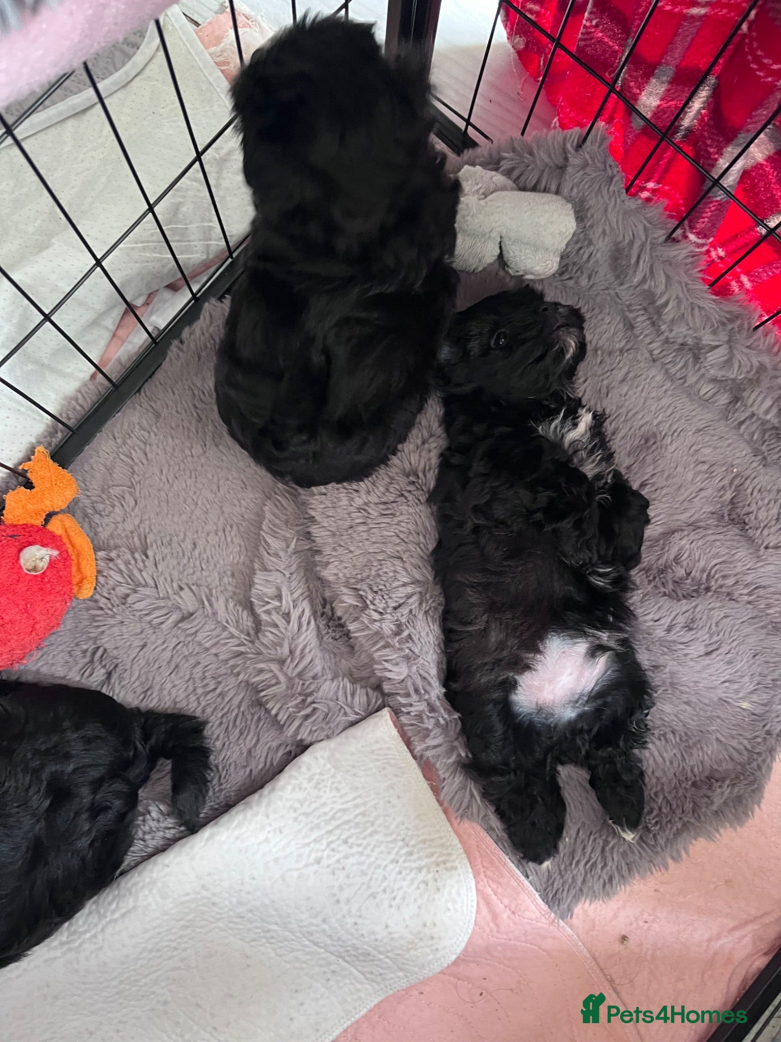 Shih Tzu dogs ONE Toy shihpoo boy available  - Advert 1