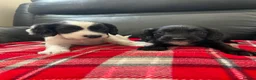 Sprocker dogs for sale: Sprocker spaniel puppies  - Advert 4
