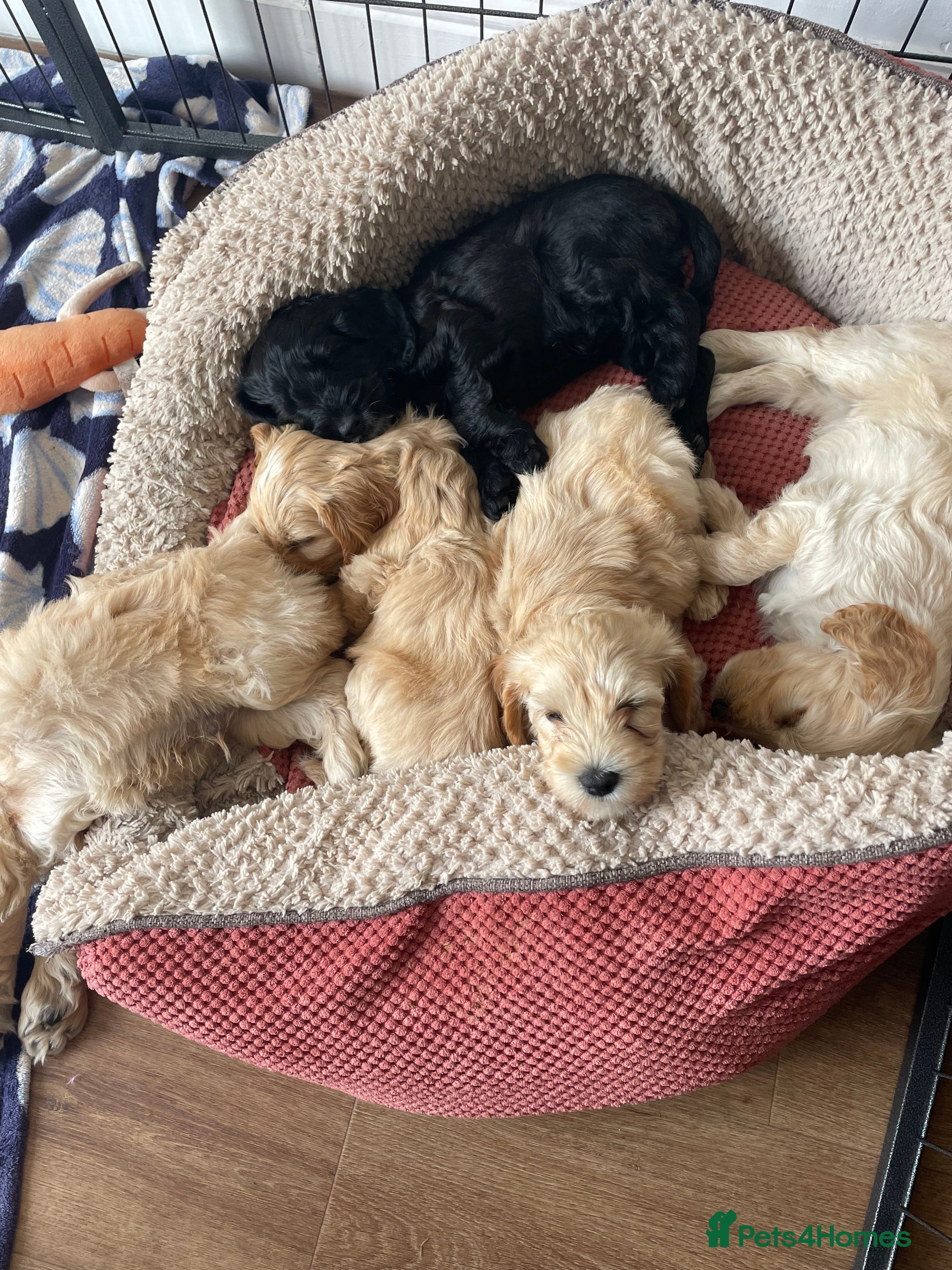 Cockapoo dogs Cockapoo puppies - Advert 2