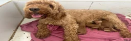 Cockapoo dogs for sale: F1b cockapoos fully health tested clear  - Advert 5