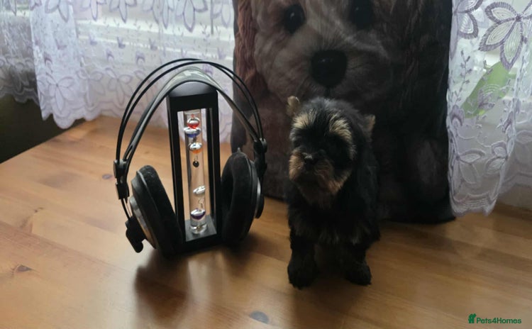 Yorkshire Terrier dogs - Advert 3