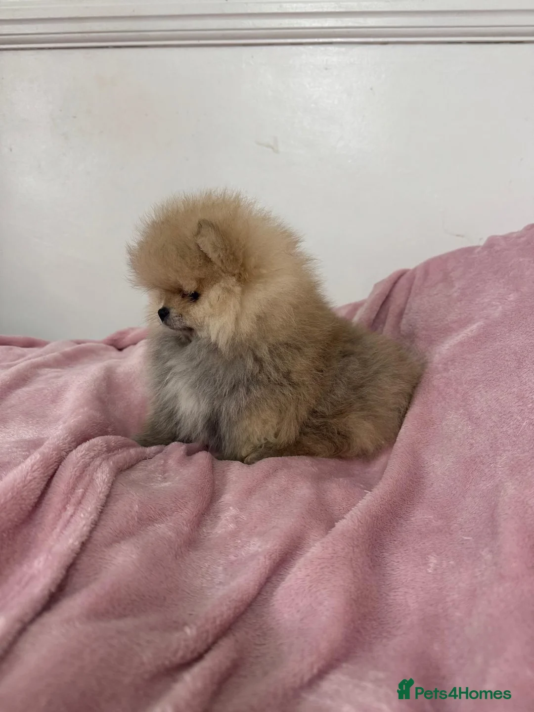 Pomeranian dogs for sale: Ready to go Excellent Pomeranian - Advert 9