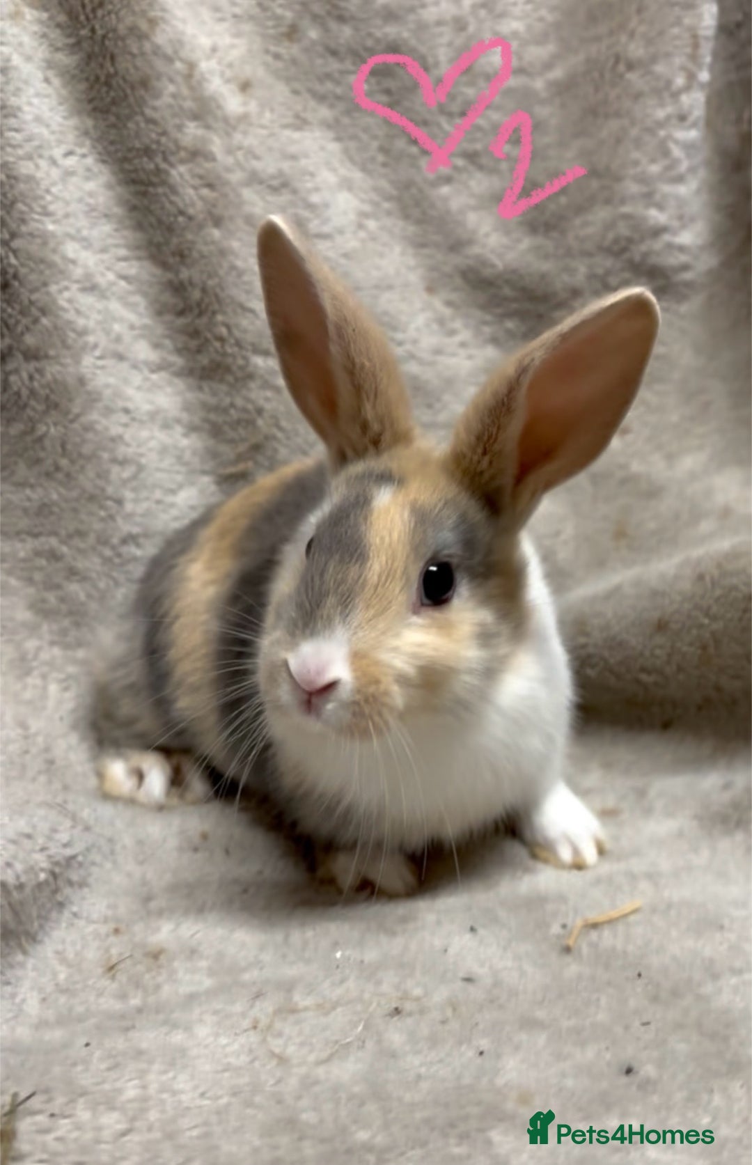 Mixed Breed rabbits for sale: 4 Beautiful baby mix breed bunnies  - Advert 3