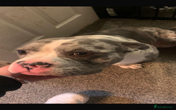 Mixed Breed dogs for sale: Cash-re homing to a good family home. - Image 1