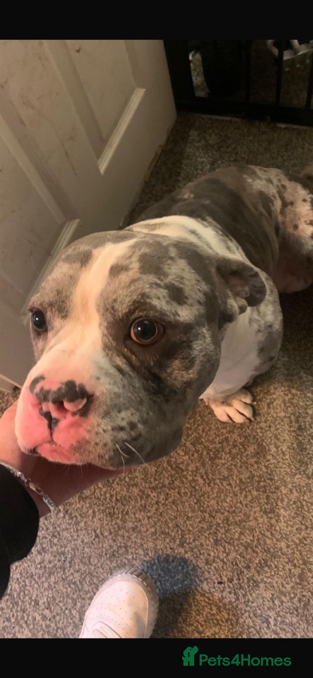 Mixed Breed dogs for sale: Cash-re homing to a good family home. - Image 1
